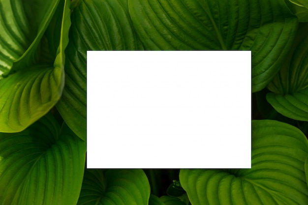 Background with Leaves and white frame