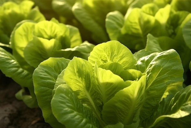 Background with Lettuce plantation field Healthy natural food and vegetable background concept generative ai