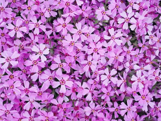 Background with numerous small purple phlox subulata flowers during a sunny day