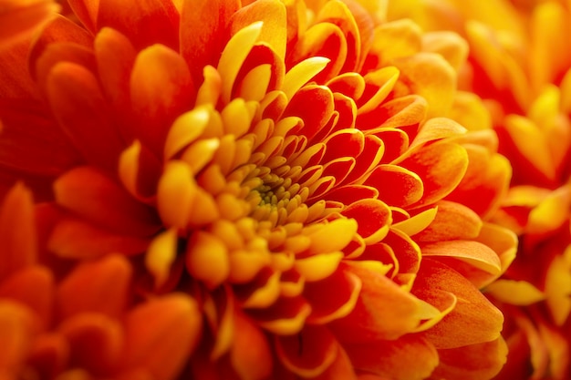 Background with orange chrysanthemums