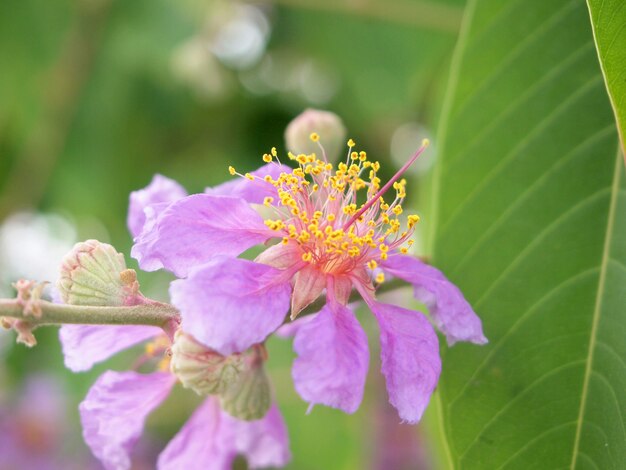 background with pink blossom  