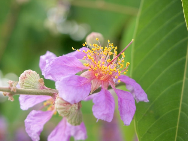 Background with pink blossom