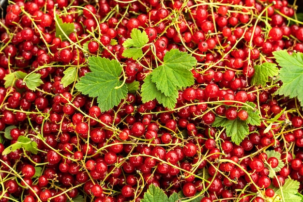 Background with red currants Berries of red currant top view Closeup of red berries