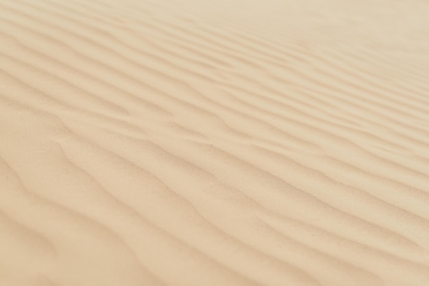 Background with sandy dunes Desert life