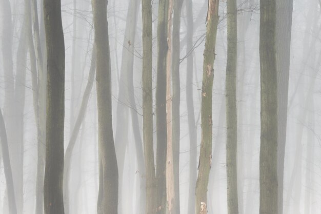 Background with trees in the fog Nature in winter time with tree trunks Concept for wood and environment