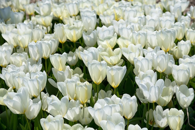 Background with various white tulips