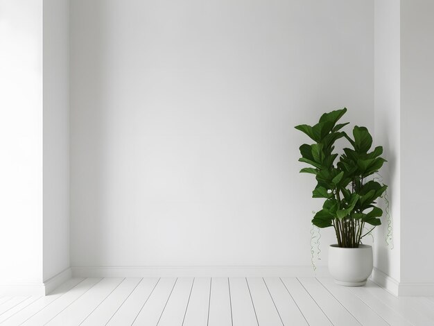 Photo background with white walls and plant