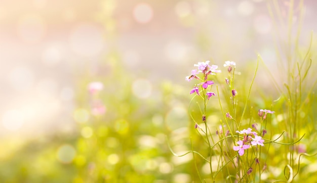 background with wildflowers on a bright sunny meadow