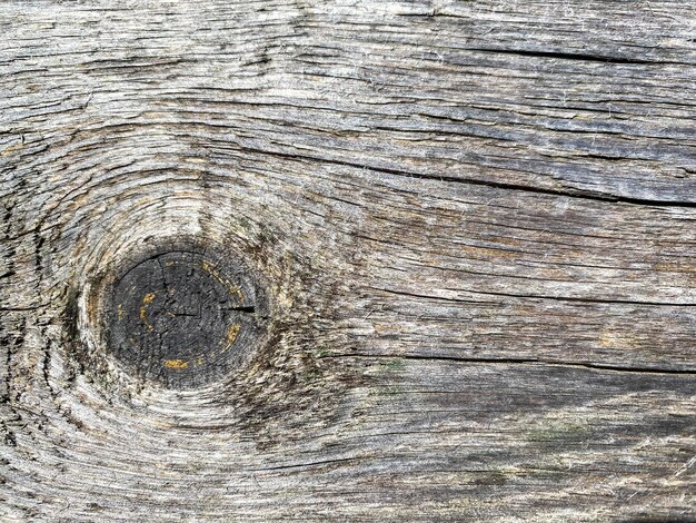 Background of wood texture closeup beautiful cut of tree