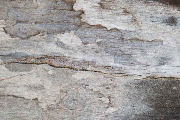 Background of wooden with Termite damage