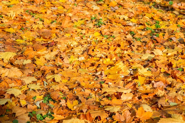 Background of yellow autumn fallen leaves on ground