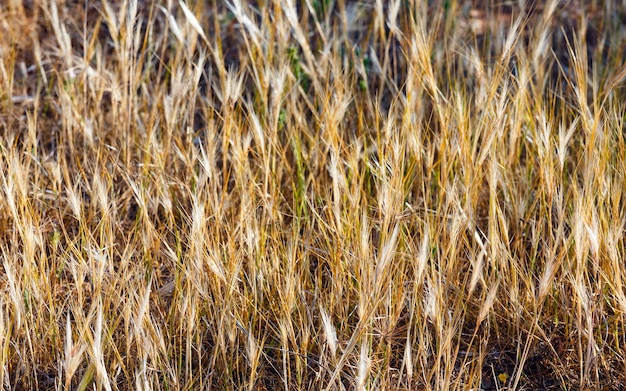 Background of yellow dry grass plants of cereals