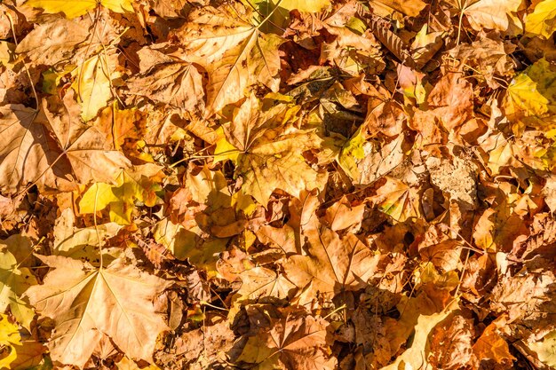 Background of the yellow fallen maple leaves