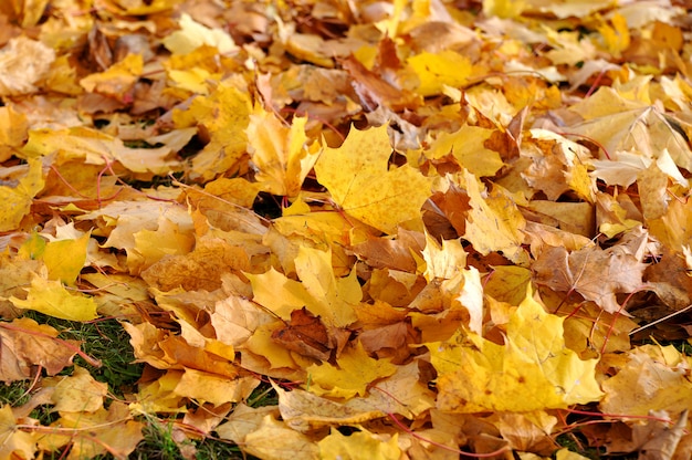 Background of yellow maple leaves