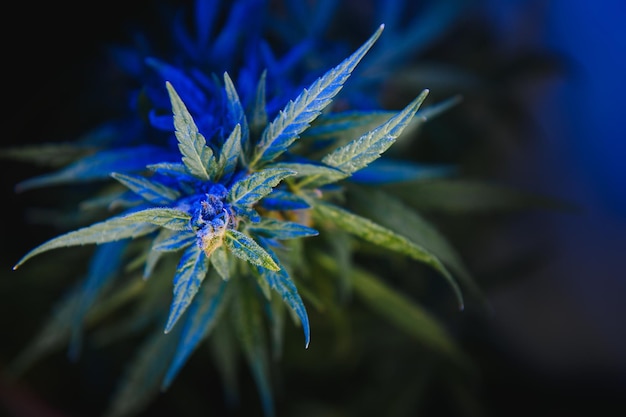 Background young shoots of marijuana in fantastic blue shades Growing organic hemp on the farm Wallpaper of marijuana Legal hemp cultivation