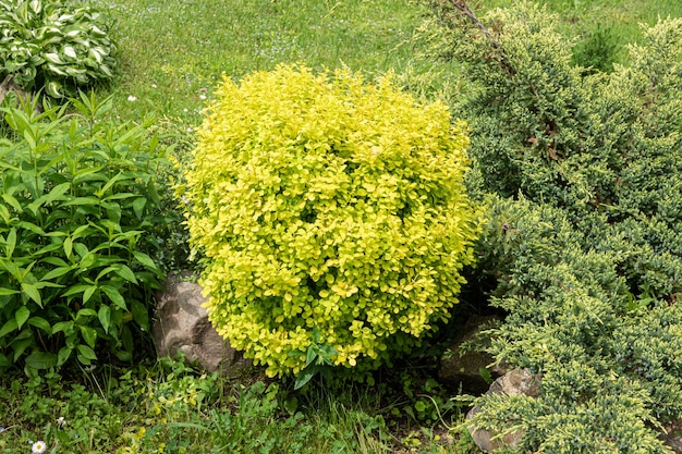 the backjard with group of bushes and plants barberry in front of house