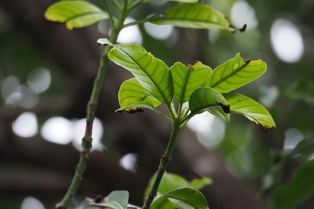 Backlit green leavesclose-up of fresh green plant