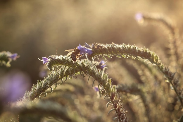 Photo a backlit honey bee on a echium vulgare known as viper's bugloss and blueweed flower