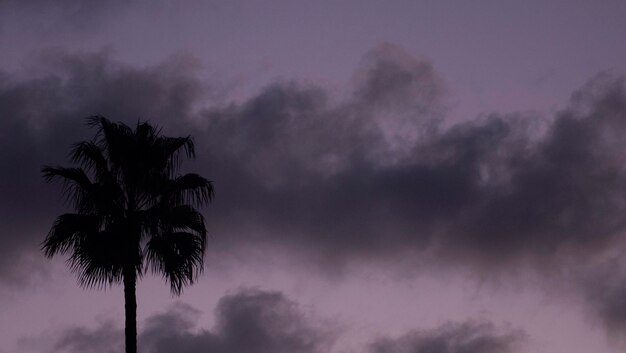 Backlit palm trees against blue sky at sunset