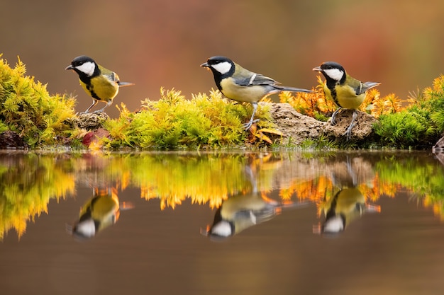 Backlit photo of great tit group sitting beside colourful pond in sunlit autumn