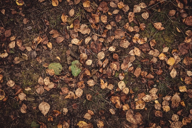 Backround image of fallen autumn leaves