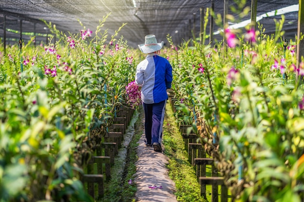 Backside of Asian gardener of orchid gardening farm cutting and collection the orchids, The purple colors are blooming in the garden farm, Purple orchids in farming of bangkok, thailand.