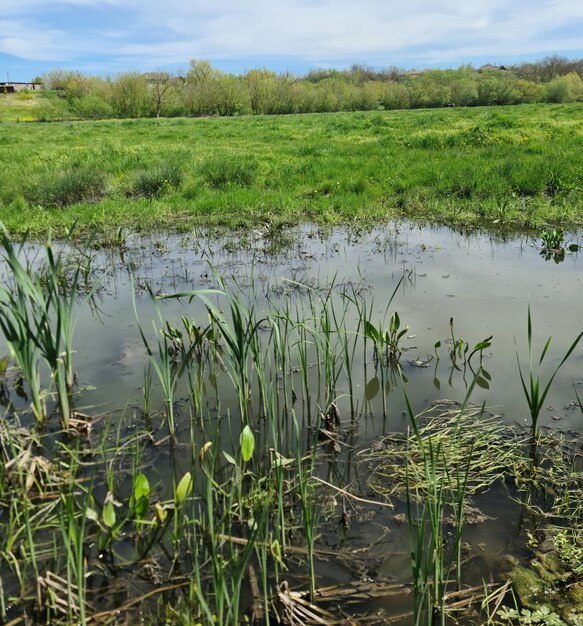 Backwater with grass