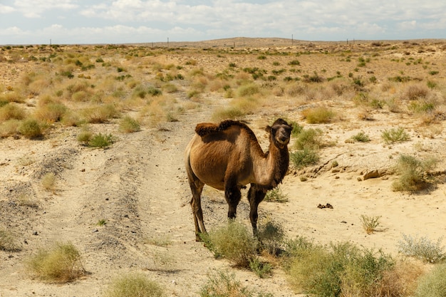 Bactrian camel near the road