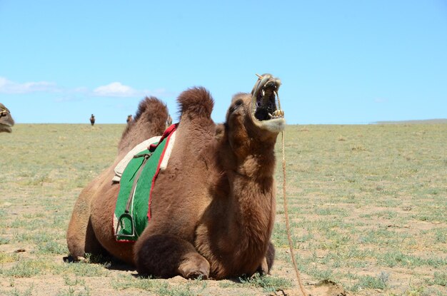 Photo bactrian camel roaring while sitting in grassy field