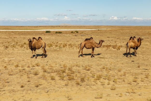 Bactrian camels in the steppes of kazakhstan aral district of kyzylorda region