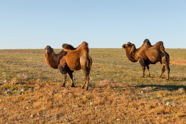 Bactrian camels in the steppes of Mongolia