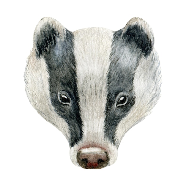 Badger animal portrait Watercolor illustration Hand drawn wildlife forest European badger