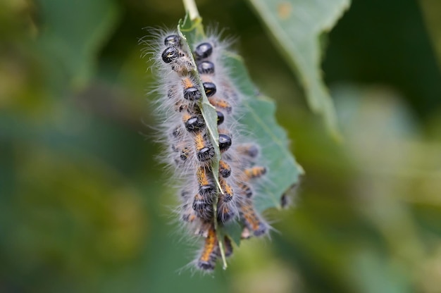 Bads on the leaf