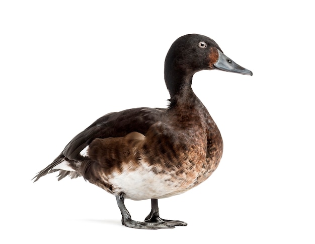 Baer's pochard spreading his wings, isolated on white