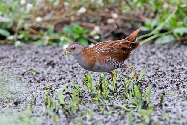 Baillon's Crake Porzana pusilla Beautiful Birds of Thailand