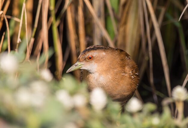 Baillon's Crake standing behind the rice plant