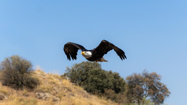 Bald eagle in action over blue sky