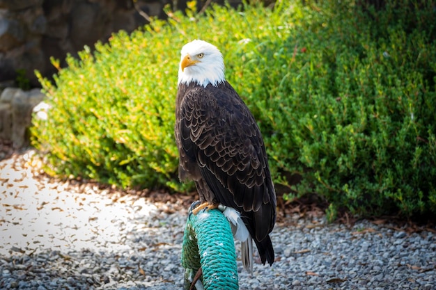 bald eagle american eagle full view