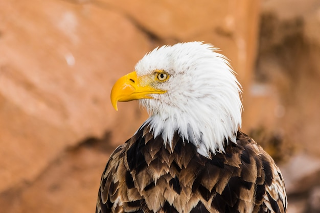 bald eagle face portrait(Haliaeetus leucocephalus) looking to the left with rocky