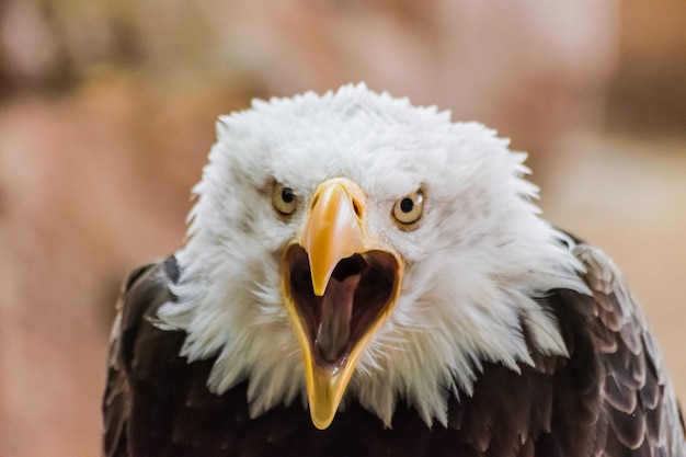 bald eagle (Haliaeetus leucocephalus) with open beak looking at you