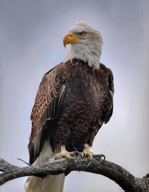 Photo a bald eagle is standing on a branch with a gray background