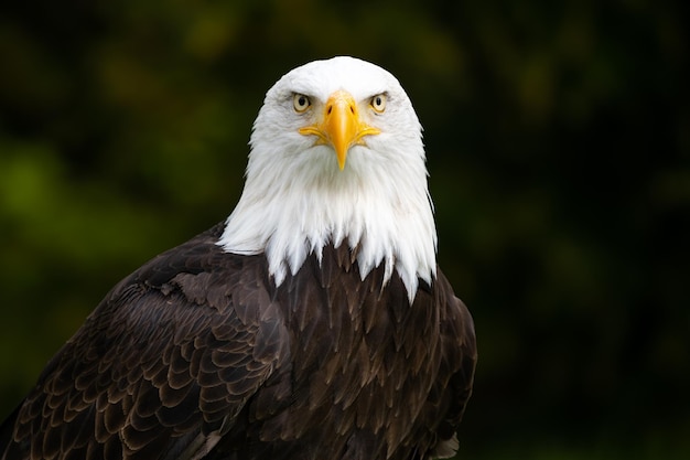 Bald eagle looking into camera with blurred background