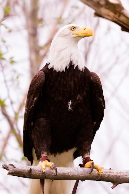 Bald eagle of North America in captivity.