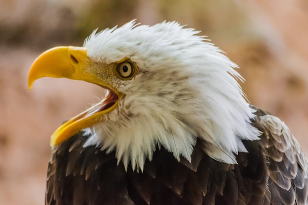 bald eagle with open beak (Haliaeetus leucocephalus)