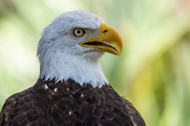 Photo a bald eagle with a yellow eye