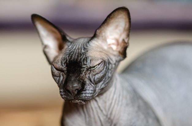 Photo bald sphinx cat in the apartment,squinted, mad sensed danger