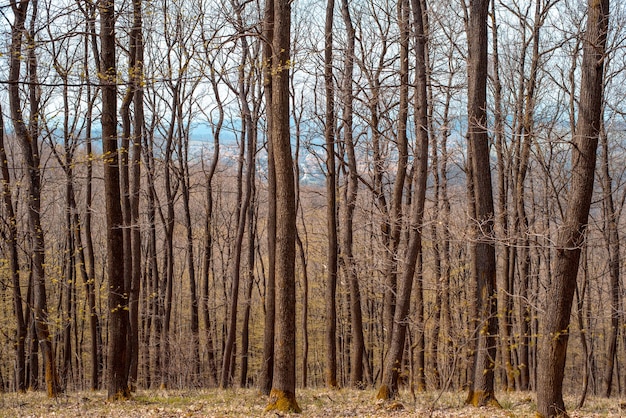 Bald trees in the forest in early spring