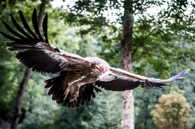 Bald vulture