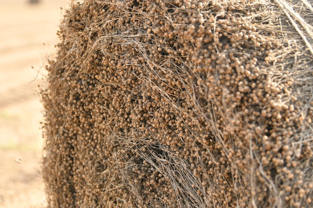 Bale of dry flax on the field