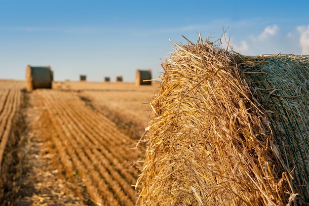 Bale in the foreground on a harvested field A large bale of straw on stubble Summer landscape of agriculture field harvest time